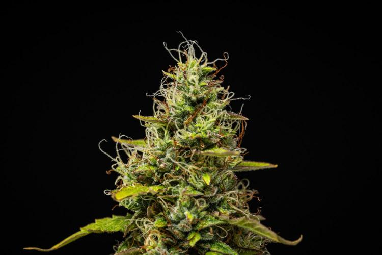 Wedding Cake - Farm #23. Week 9 - Wedding Cake - Day 63.