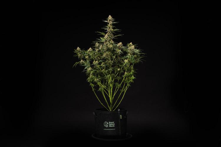 Grape Ape - Farm #23. Week 9 - Grape Ape - Day 63.