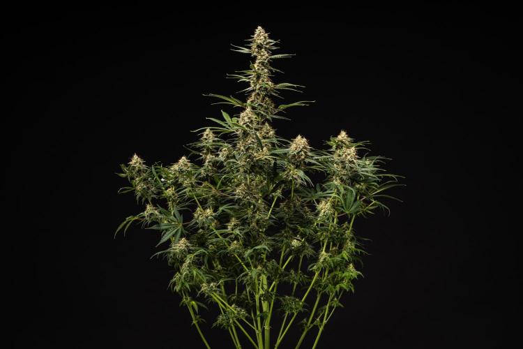 Grape Ape - Farm #23. Week 9 - Grape Ape - Day 63.