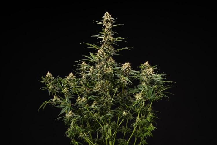 Grape Ape - Farm #23. Week 9 - Grape Ape - Day 63.