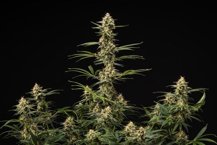 Grape Ape - Farm #23. Week 9 - Grape Ape - Day 63.