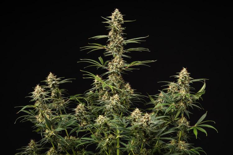 Grape Ape - Farm #23. Week 9 - Grape Ape - Day 63.
