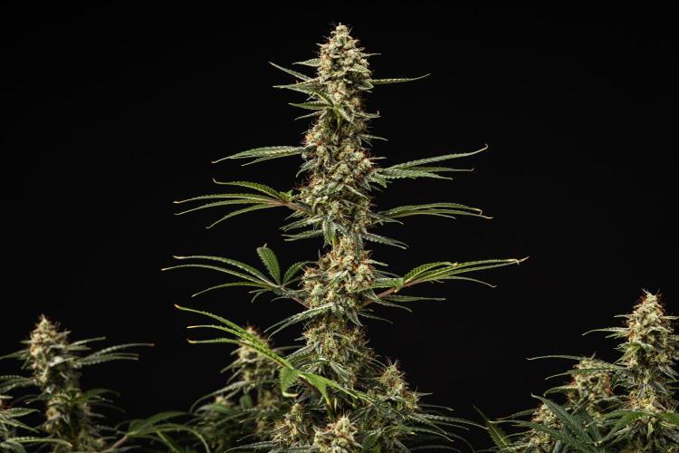 Grape Ape - Farm #23. Week 9 - Grape Ape - Day 63.