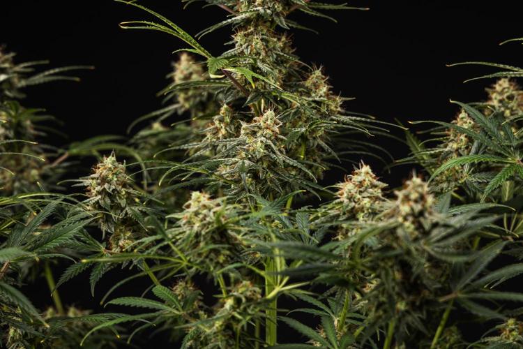 Grape Ape - Farm #23. Week 9 - Grape Ape - Day 63.