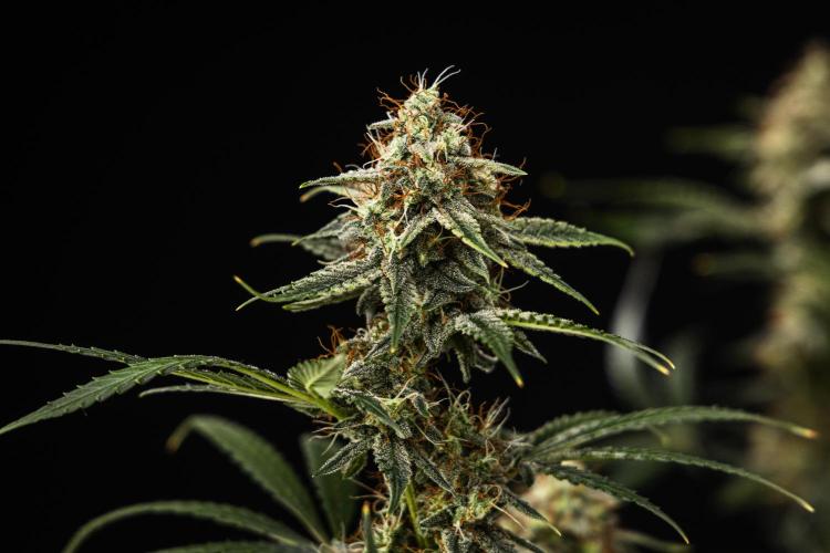 Grape Ape - Farm #23. Week 9 - Grape Ape - Day 63.