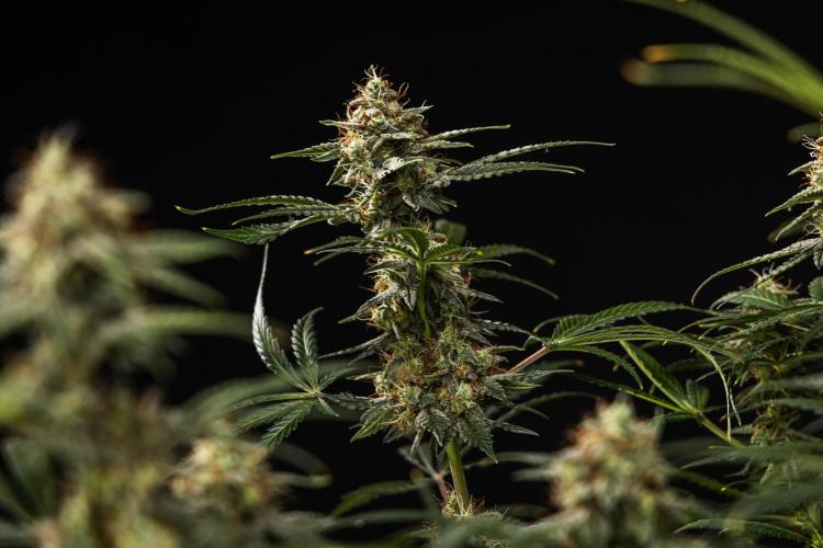 Grape Ape - Farm #23. Week 9 - Grape Ape - Day 63.