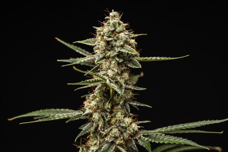 Grape Ape - Farm #23. Week 9 - Grape Ape - Day 63.