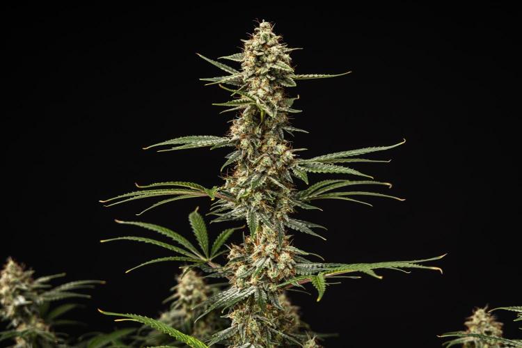 Grape Ape - Farm #23. Week 9 - Grape Ape - Day 63.