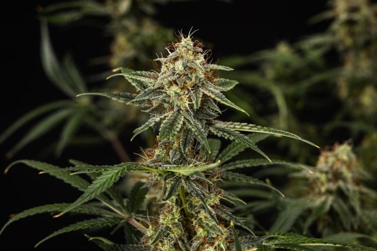 Grape Ape - Farm #23. Week 9 - Grape Ape - Day 63.
