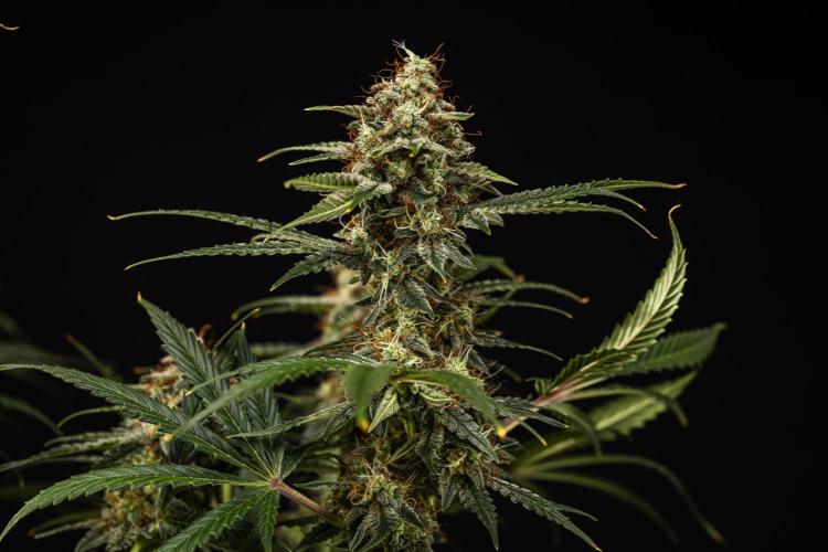 Grape Ape - Farm #23. Week 9 - Grape Ape - Day 63.