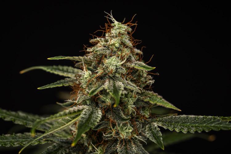 Grape Ape - Farm #23. Week 9 - Grape Ape - Day 63.