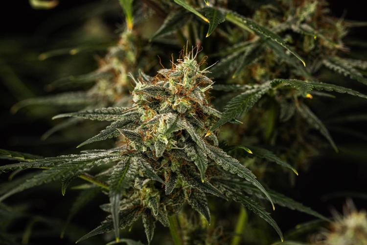 Grape Ape - Farm #23. Week 9 - Grape Ape - Day 63.