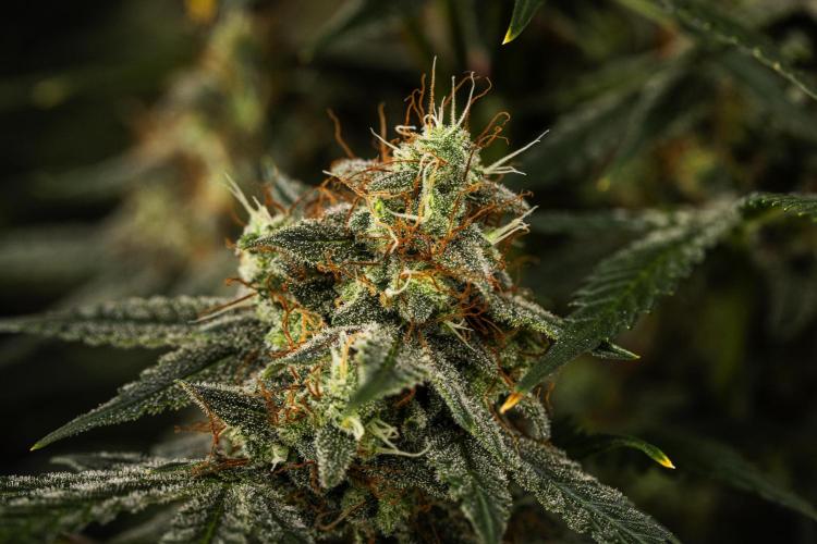 Grape Ape - Farm #23. Week 9 - Grape Ape - Day 63.