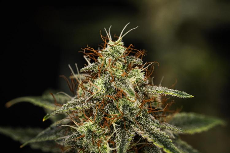 Grape Ape - Farm #23. Week 9 - Grape Ape - Day 63.