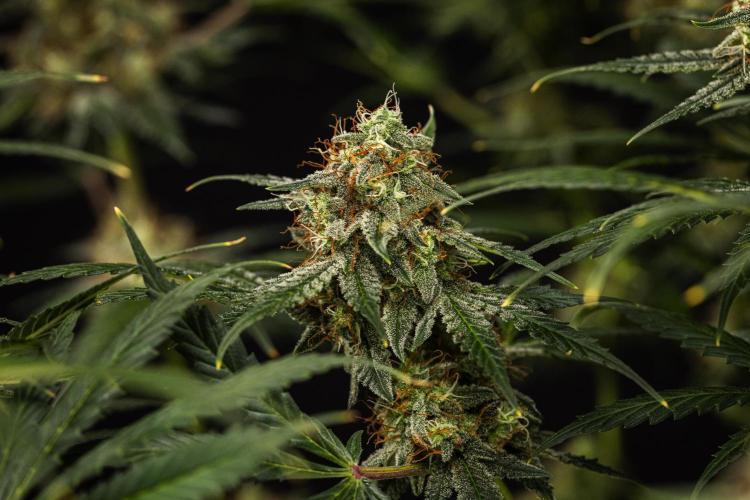 Grape Ape - Farm #23. Week 9 - Grape Ape - Day 63.