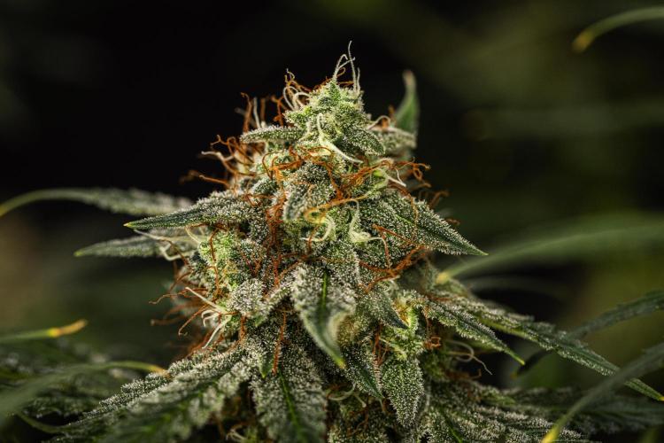 Grape Ape - Farm #23. Week 9 - Grape Ape - Day 63.