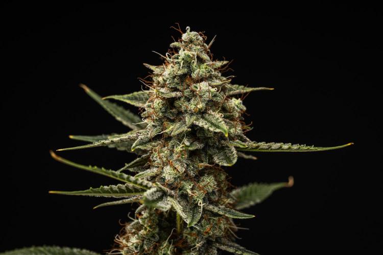 Grape Ape - Farm #23. Week 9 - Grape Ape - Day 63.