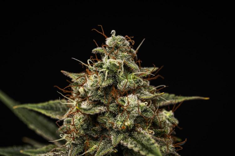 Grape Ape - Farm #23. Week 9 - Grape Ape - Day 63.