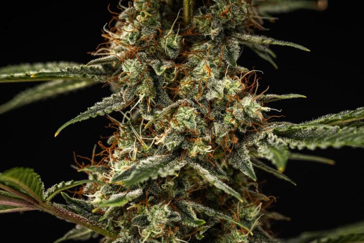 Grape Ape - Farm #23. Week 9 - Grape Ape - Day 63.