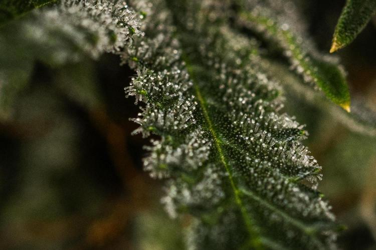 Grape Ape - Farm #23. Week 9 - Grape Ape - Day 63.
