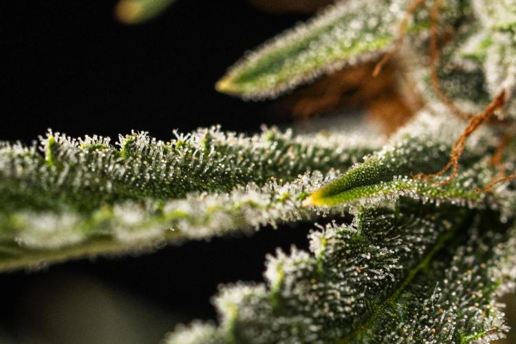 Grape Ape - Farm #23. Week 9 - Grape Ape - Day 63.
