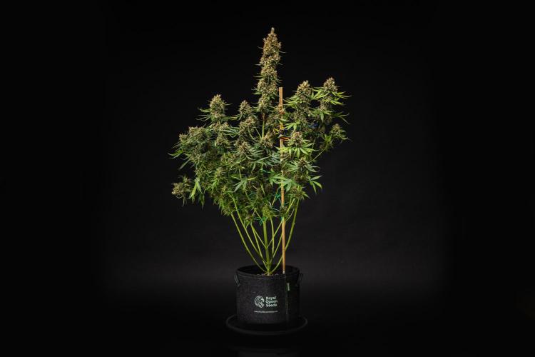 Pink Runtz - Farm #23. Week 9 - Pink Runtz - Day 63.