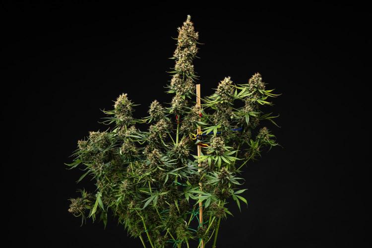 Pink Runtz - Farm #23. Week 9 - Pink Runtz - Day 63.