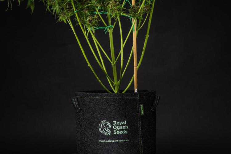 Pink Runtz - Farm #23. Week 9 - Pink Runtz - Day 63.