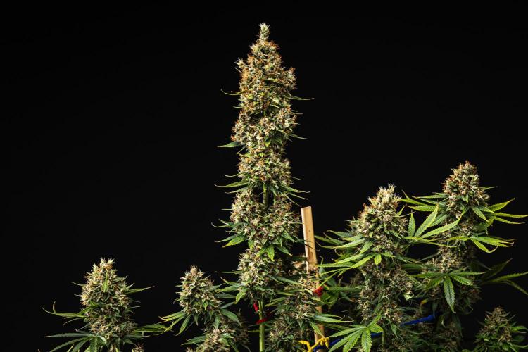 Pink Runtz - Farm #23. Week 9 - Pink Runtz - Day 63.