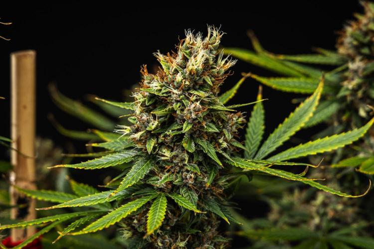 Pink Runtz - Farm #23. Week 9 - Pink Runtz - Day 63.