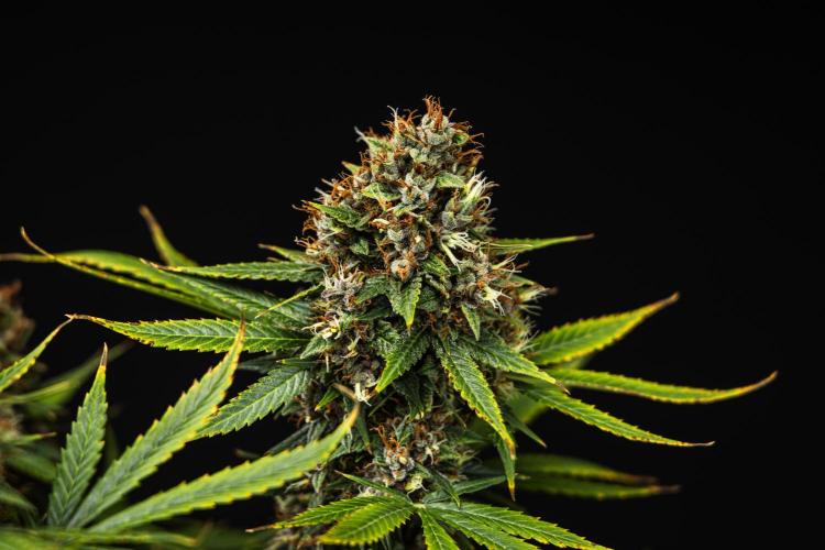 Pink Runtz - Farm #23. Week 9 - Pink Runtz - Day 63.