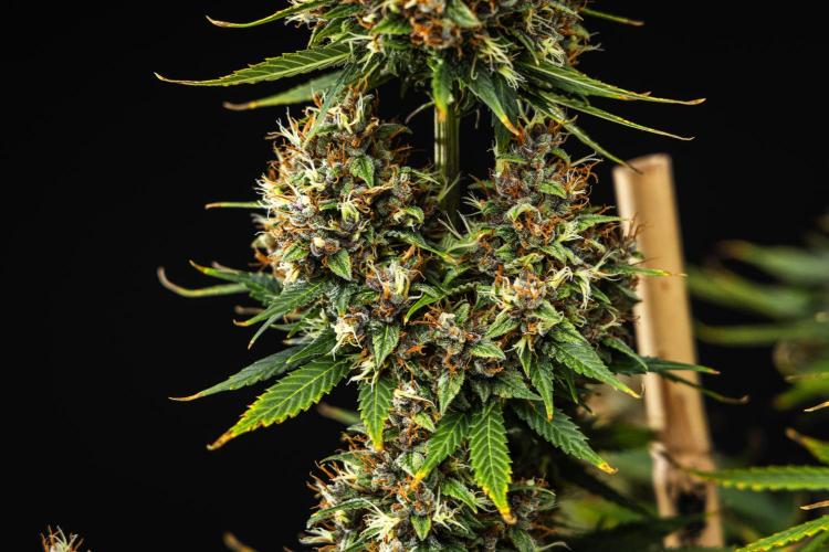 Pink Runtz - Farm #23. Week 9 - Pink Runtz - Day 63.