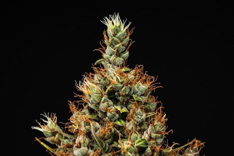 Pink Runtz - Farm #23. Week 9 - Pink Runtz - Day 63.