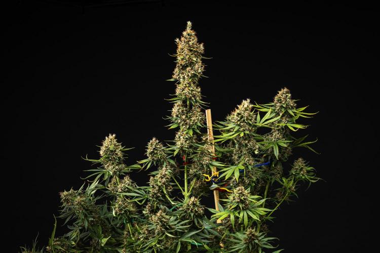 Pink Runtz - Farm #23. Week 9 - Pink Runtz - Day 63.