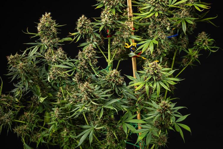 Pink Runtz - Farm #23. Week 9 - Pink Runtz - Day 63.