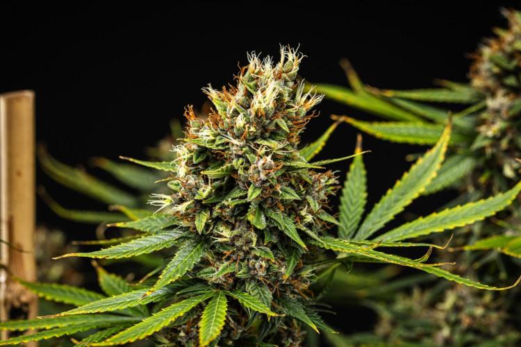 Pink Runtz - Farm #23. Week 9 - Pink Runtz - Day 63.