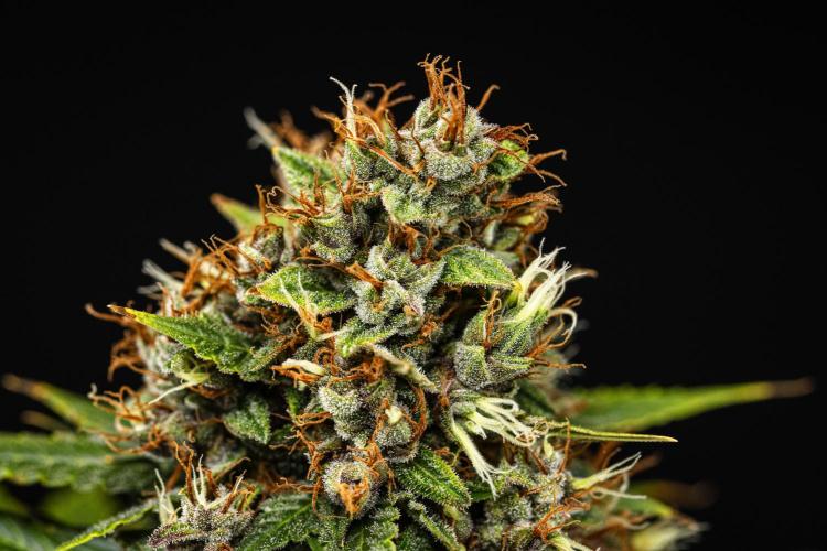 Pink Runtz - Farm #23. Week 9 - Pink Runtz - Day 63.