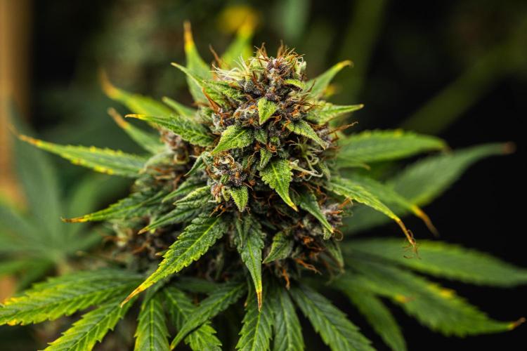Pink Runtz - Farm #23. Week 9 - Pink Runtz - Day 63.