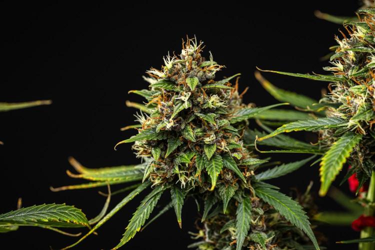 Pink Runtz - Farm #23. Week 9 - Pink Runtz - Day 63.