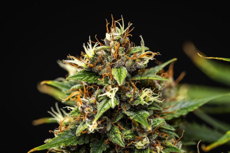 Pink Runtz - Farm #23. Week 9 - Pink Runtz - Day 63.
