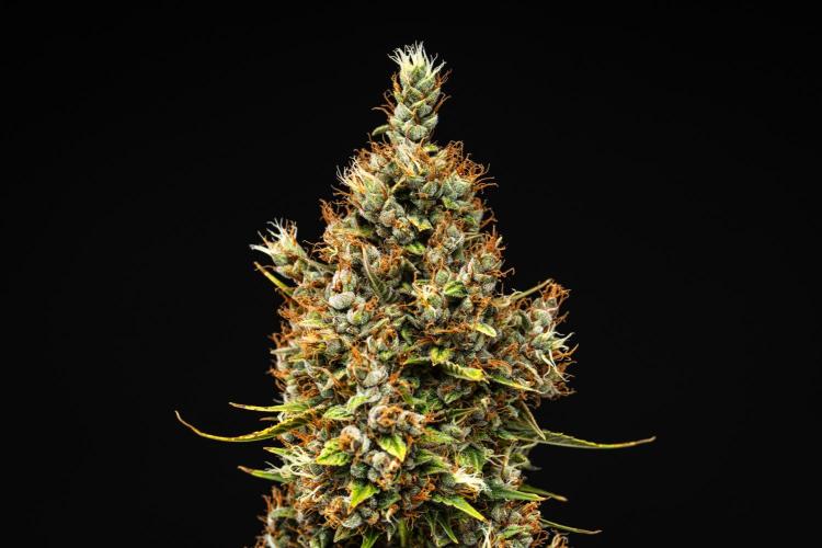 Pink Runtz - Farm #23. Week 9 - Pink Runtz - Day 63.