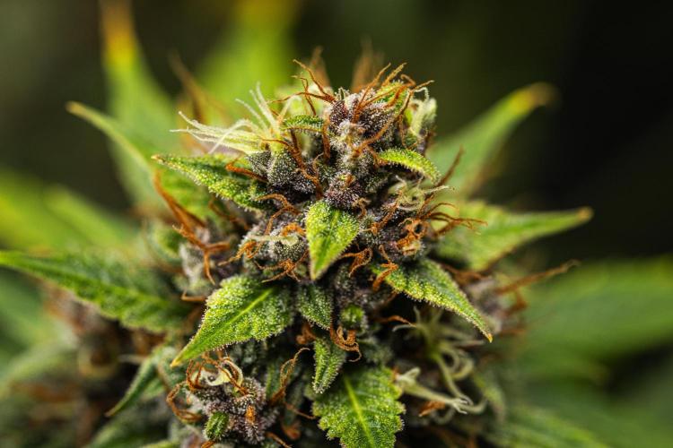 Pink Runtz - Farm #23. Week 9 - Pink Runtz - Day 63.
