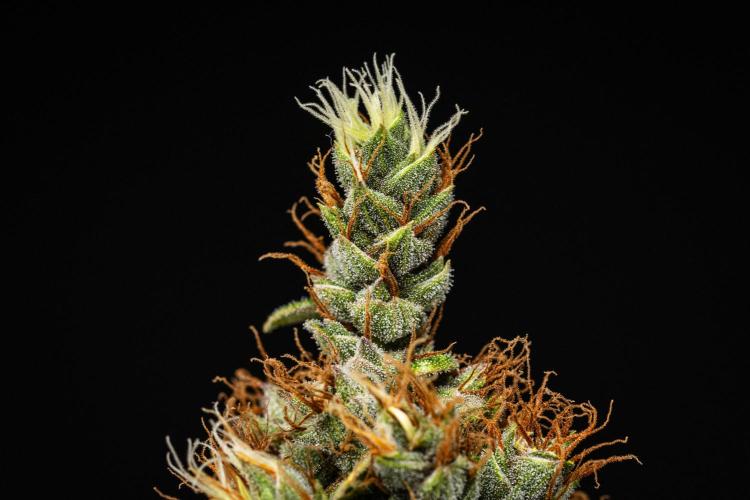 Pink Runtz - Farm #23. Week 9 - Pink Runtz - Day 63.