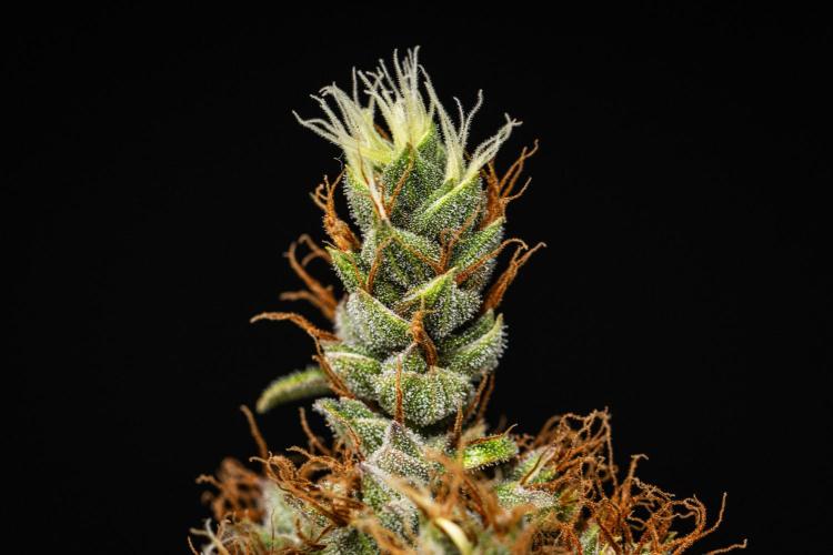 Pink Runtz - Farm #23. Week 9 - Pink Runtz - Day 63.