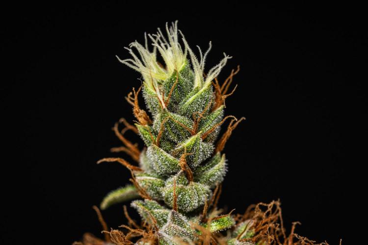 Pink Runtz Automatic. Week 9
