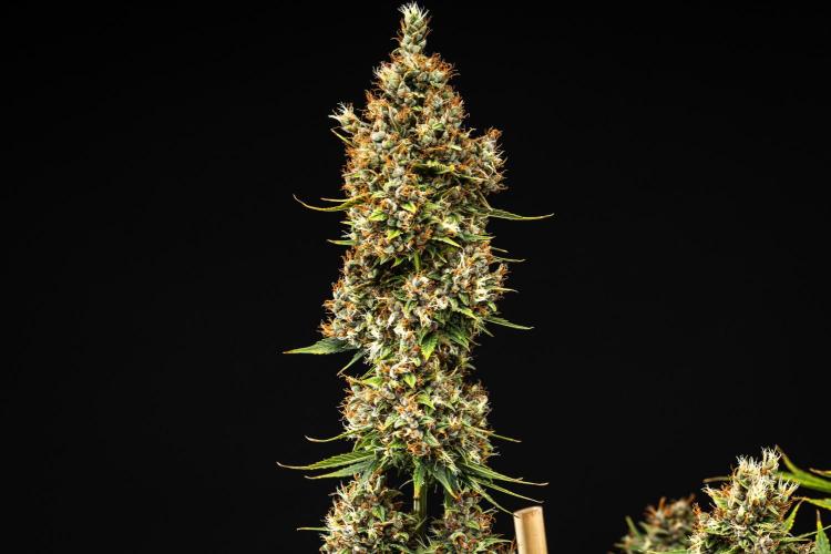 Pink Runtz - Farm #23. Week 9 - Pink Runtz - Day 63.