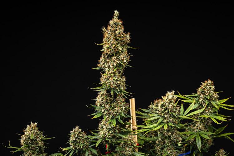 Pink Runtz - Farm #23. Week 9 - Pink Runtz - Day 63.