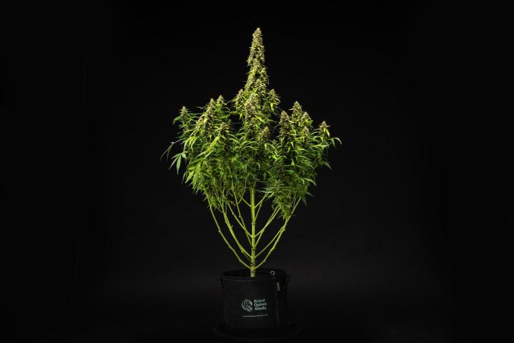 Wedding Cake - Farm #23. Week 10 - Wedding Cake - Day 70.