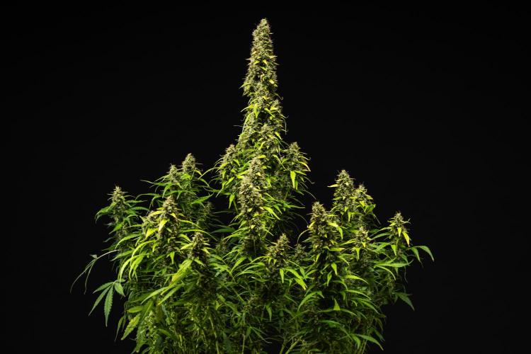 Wedding Cake - Farm #23. Week 10 - Wedding Cake - Day 70.