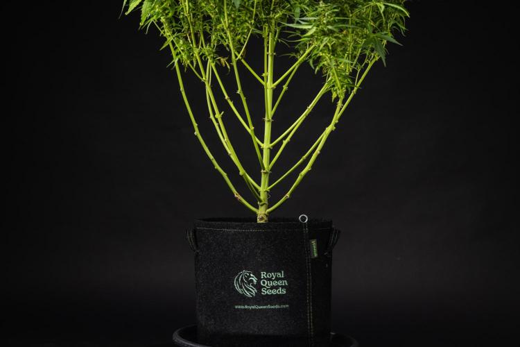 Wedding Cake - Farm #23. Week 10 - Wedding Cake - Day 70.